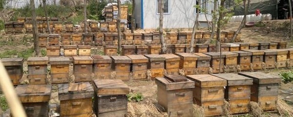 农村养蜂合作社销售蜂蜜需要证件吗?老蜂农告诉你答案